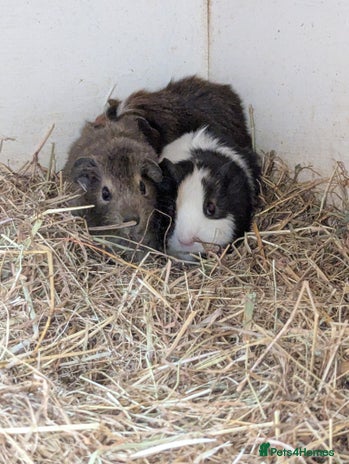 Guinea Pig rodents - Advert 5