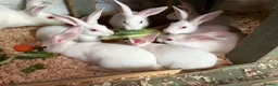 Rex rabbits for sale: NOW AVAILABLE to LEAVE Ermine rex 6 available  - Advert 4