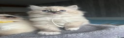 Ragdoll cats for sale: GCCF Ragdoll kittens for sale - Advert 34