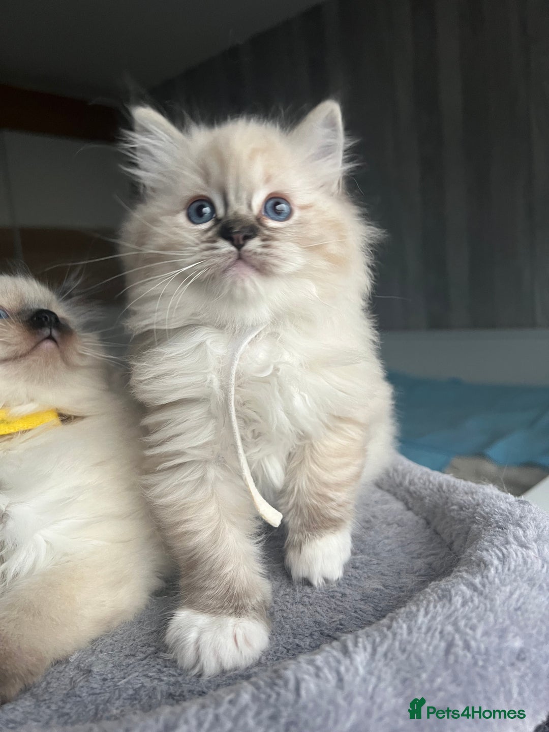 Ragdoll cats for sale: GCCF Ragdoll kittens for sale - Advert 34