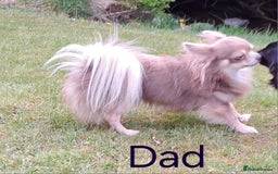 Chihuahua dogs for sale: Stunning Long Coat Chihuahua Puppies  - Image 12