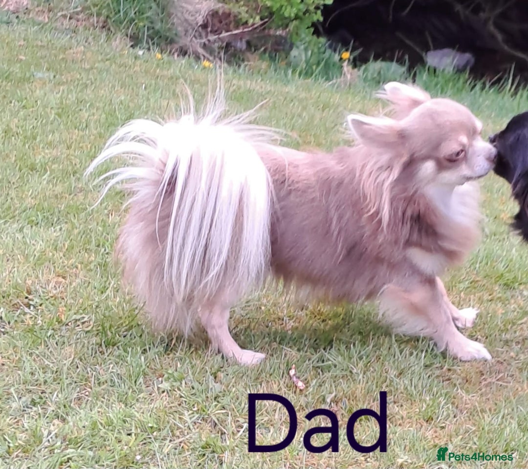 Chihuahua dogs for sale: Stunning Long Coat Chihuahua Puppies  - Image 12