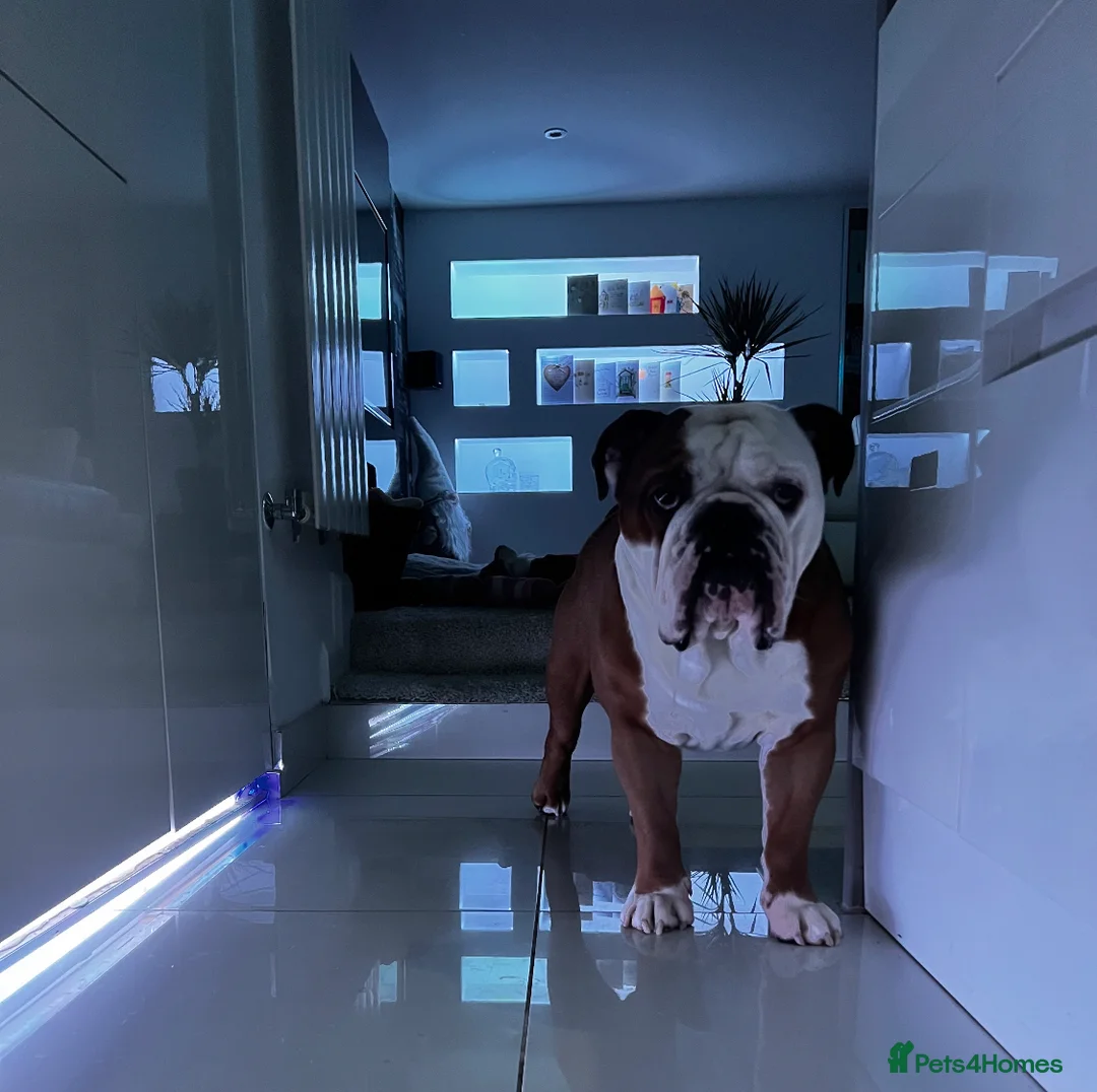 English Bulldog dogs for stud: Available for stud in Poulton-le-Fylde - Advert 3