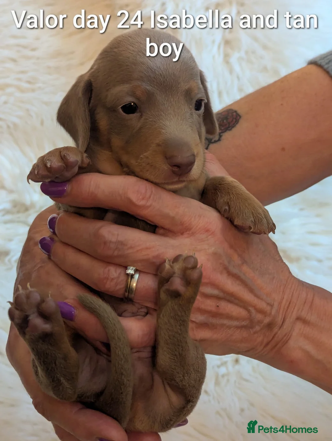 Miniature Dachshund dogs for sale: KC Reg Mini Dachshund Puppies –Loving Homes Only!  - Advert 6