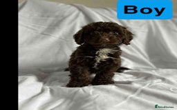 Cockapoo dogs for sale: F1 cockapoo puppies  - Image 4