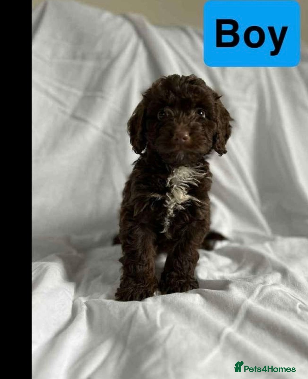 Cockapoo dogs for sale: F1 cockapoo puppies  - Image 4