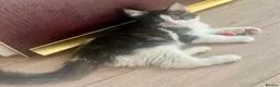 Maine Coon cats for sale: Stunning MaineCoon Kitten–Champion Bloodline - Advert 8
