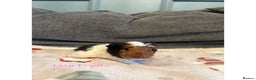 Guinea Pig rodents for sale: Beautiful baby guniea pig for sale Girls & Boys - Advert 3