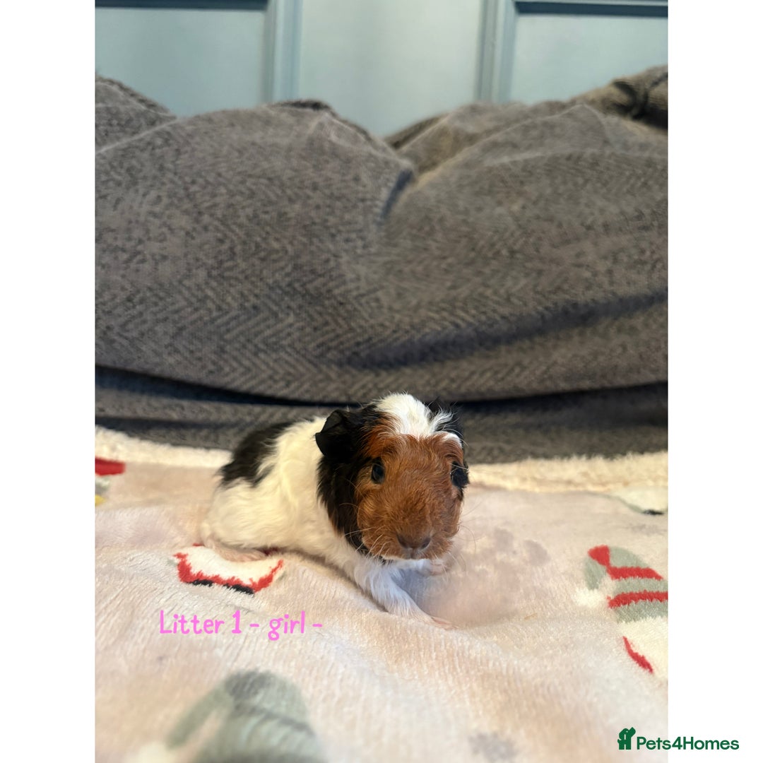 Guinea Pig rodents for sale: Beautiful baby guniea pig for sale Girls & Boys - Advert 3
