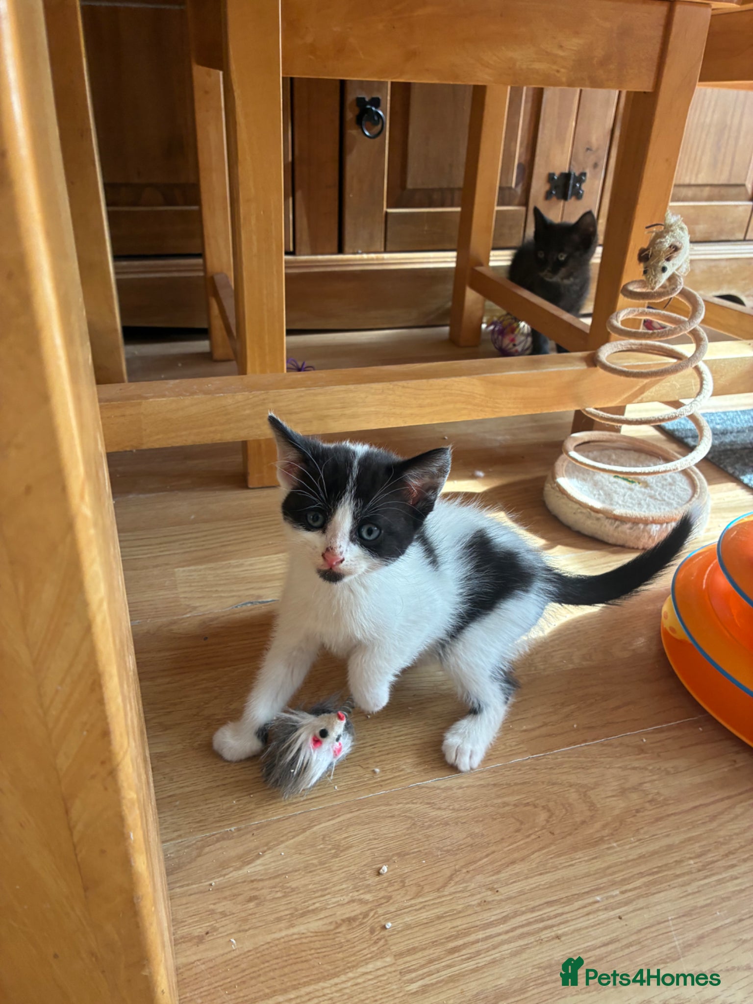 Mixed Breed cats Last kitten for sale  - Advert 1