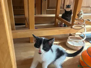 Mixed Breed cats Last kitten for sale - Advert 1