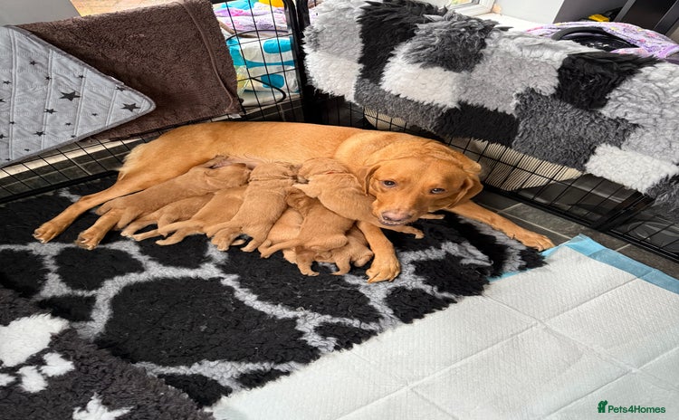 Mixed Breed dogs - Advert 3