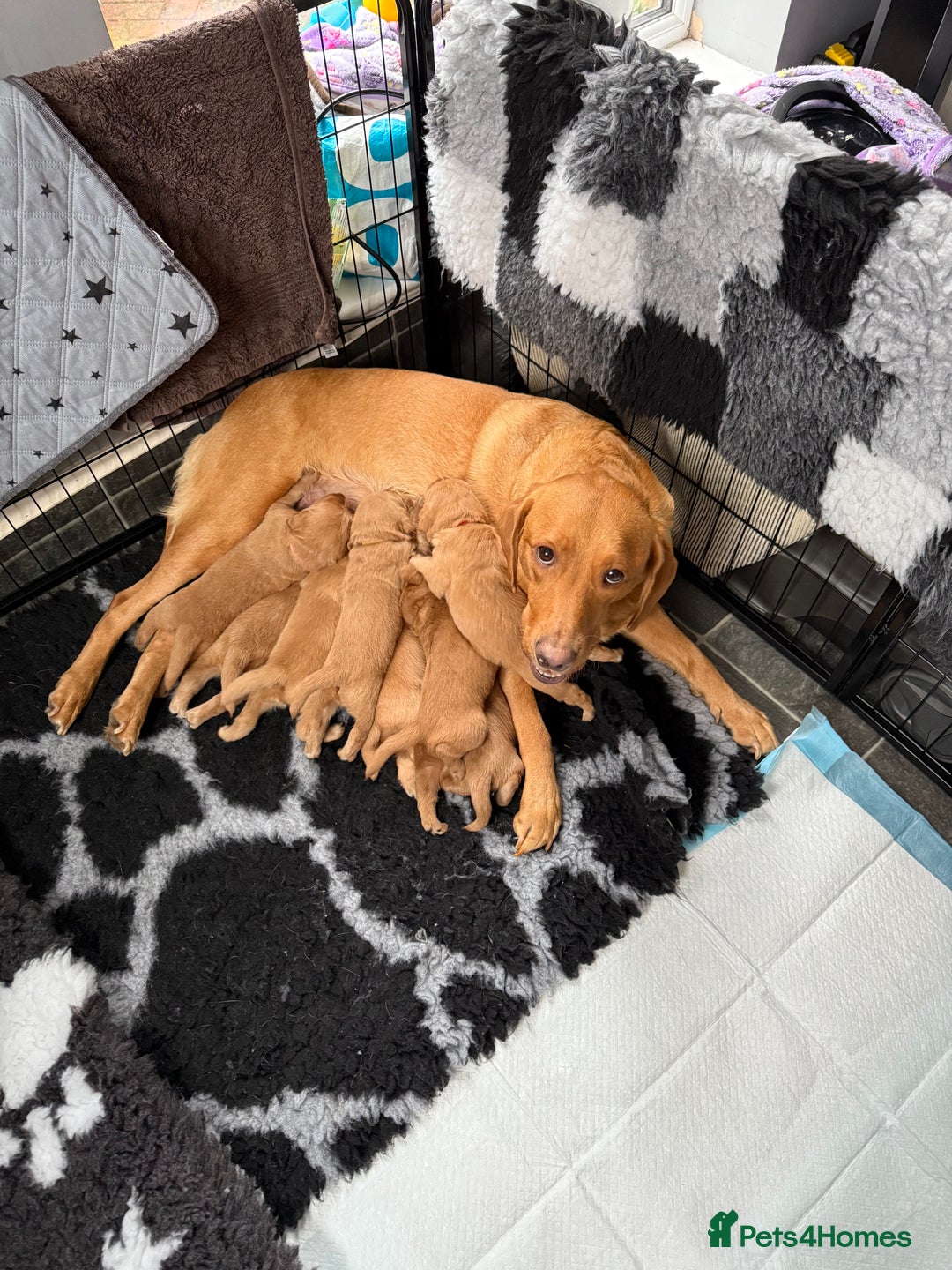 Mixed Breed dogs for sale: Beutiful litter of pups ONLY 4 girls left.  - Image 1