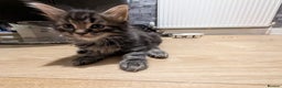 Bombay cats for sale: Beautiful kittens perfect for  **   ** s  - Advert 24