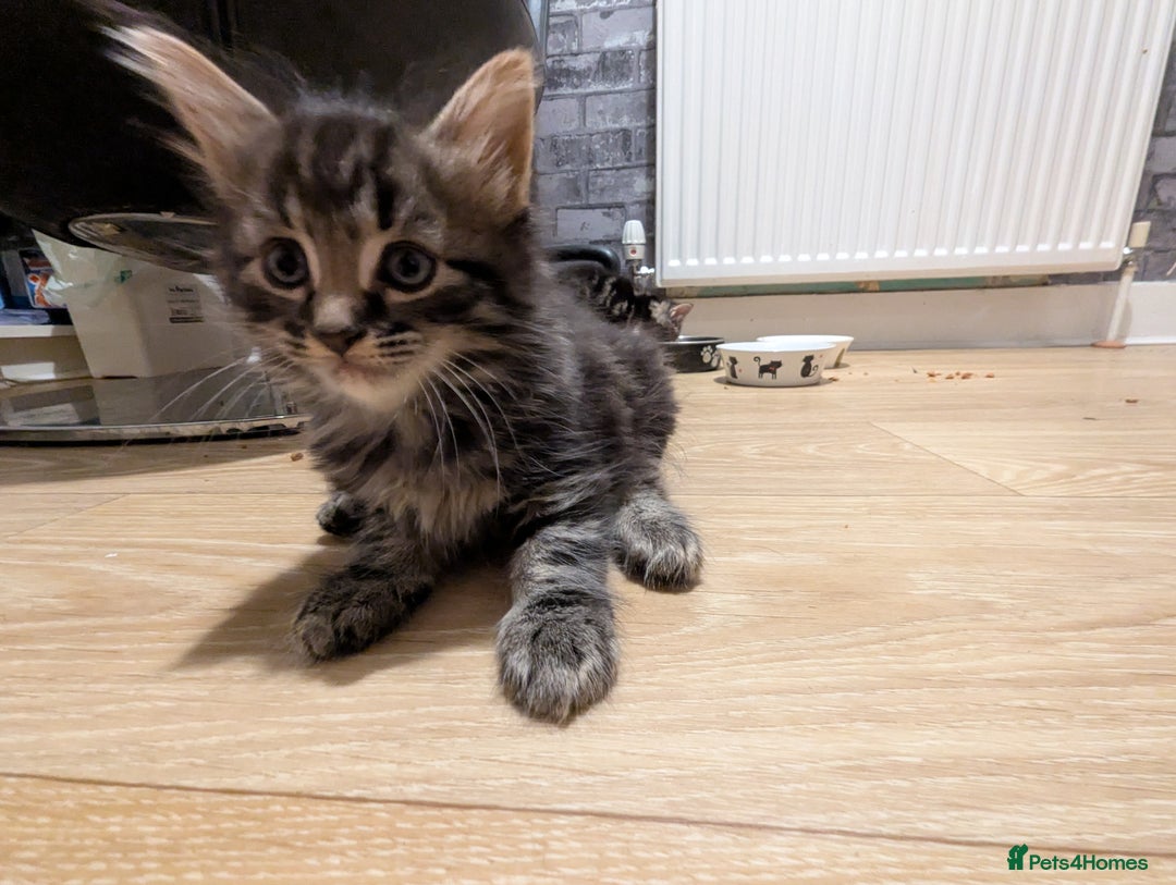 Bombay cats for sale: Beautiful kittens perfect for  **   ** s  - Advert 24