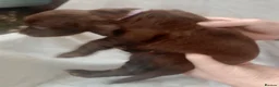 Sprocker dogs for sale: Sprocker puppies  - Advert 6