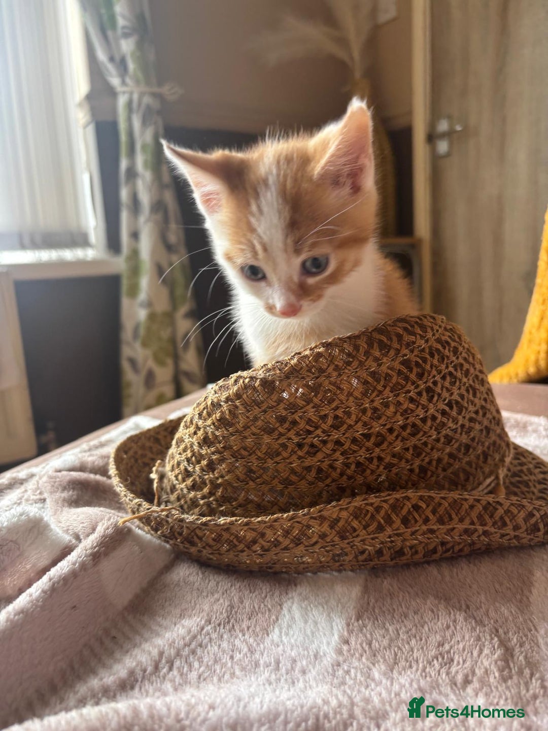 Domestic Shorthair cats for sale: 2 little boy kittens - Image 3
