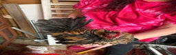 Chickens poultry for sale: Male serama mini chickens (male) - Advert 3