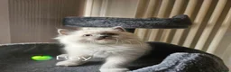Ragdoll cats for sale: Ragdoll Kitten AVALIABLE  - Advert 19