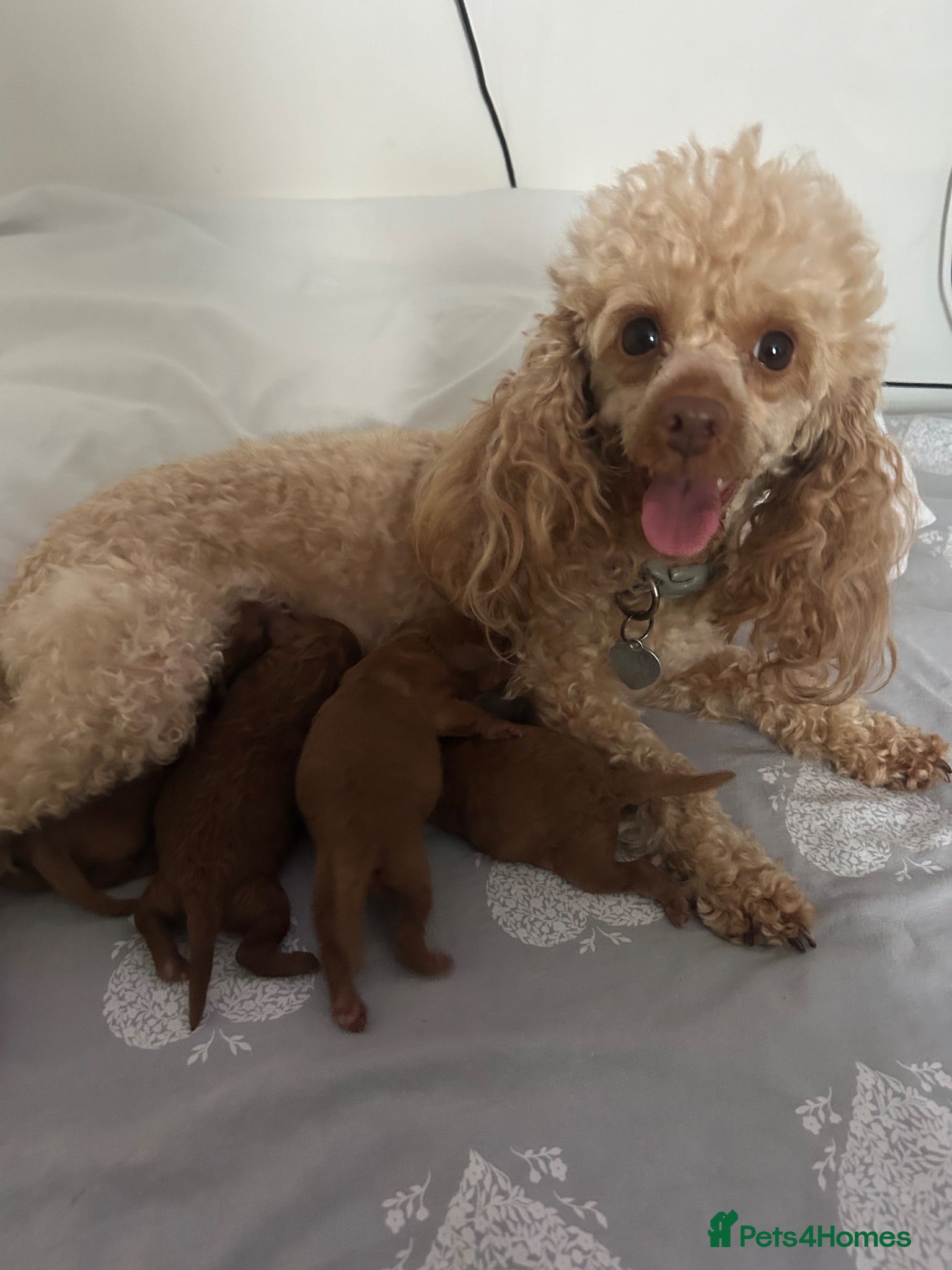 Toy Poodle dogs KC Red Toy Poodles DNA clear - Advert 2