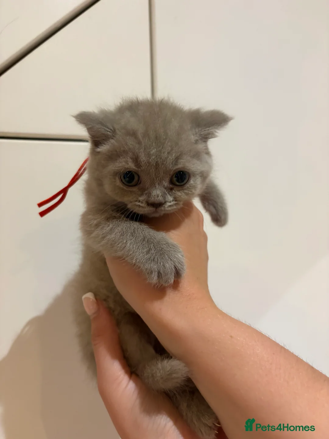British Shorthair cats for sale: 7 British shorthairs for sale  in Whitstable - Advert 16