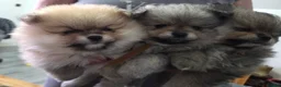 Pomeranian dogs for sale: Pomeranian puppies for sale 🐶🐾 - Advert 2