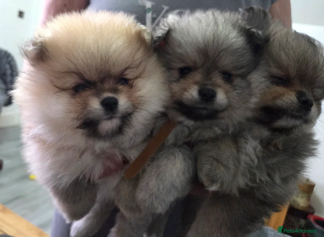 Pomeranian dogs for sale: Pomeranian puppies for sale 🐶🐾 - Advert 2