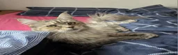 Maine Coon cats for sale: Cleo - Maine Coon - Looking for a loving home. - Advert 27