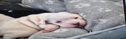 Staffordshire Bull Terrier dogs for sale: Staffordshire pups for sale - Advert 7