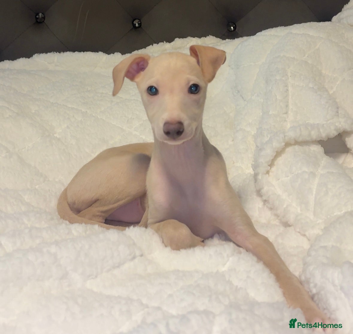 Italian Greyhound dogs STUNNING BOYS READY TO LEAVE💙💙 - Advert 13