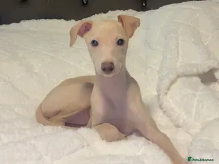 Italian Greyhound dogs STUNNING BOYS READY TO LEAVE💙💙 - Advert 13