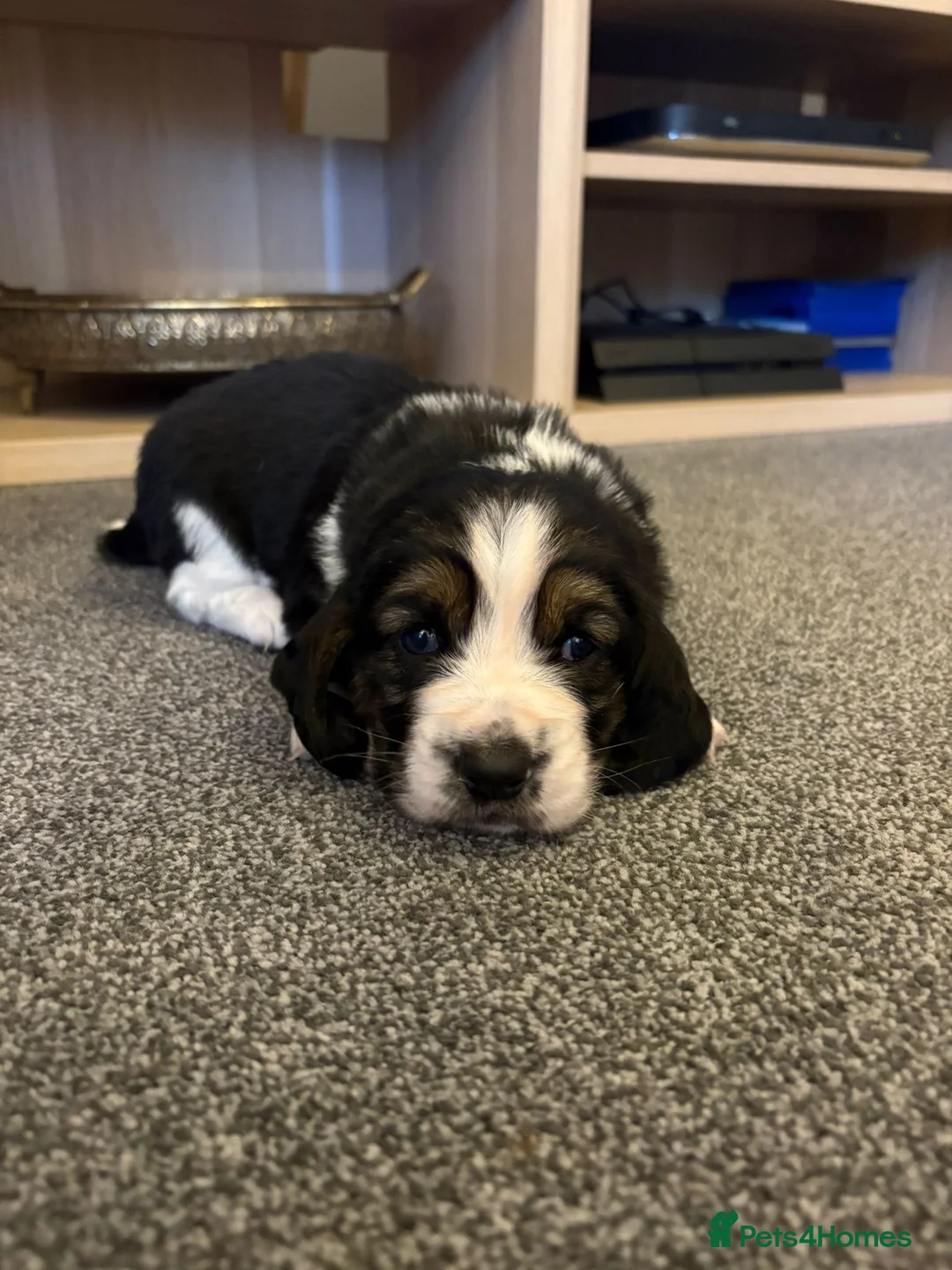 Basset Hound dogs for sale: One Beautiful Basset Hound Pup (Bertha) remaining. - Advert 12