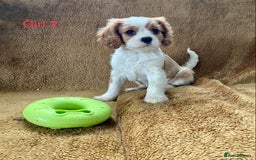 Cavalier King Charles Spaniel dogs for sale: Gorgeous Cavalier King Charles Spaniel Puppies - Image 12