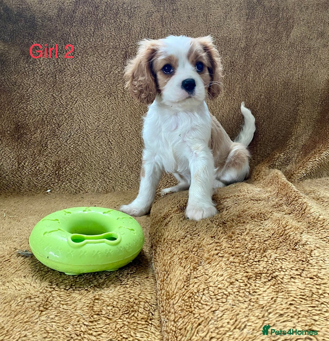 Cavalier King Charles Spaniel dogs for sale: Gorgeous Cavalier King Charles Spaniel Puppies - Image 12