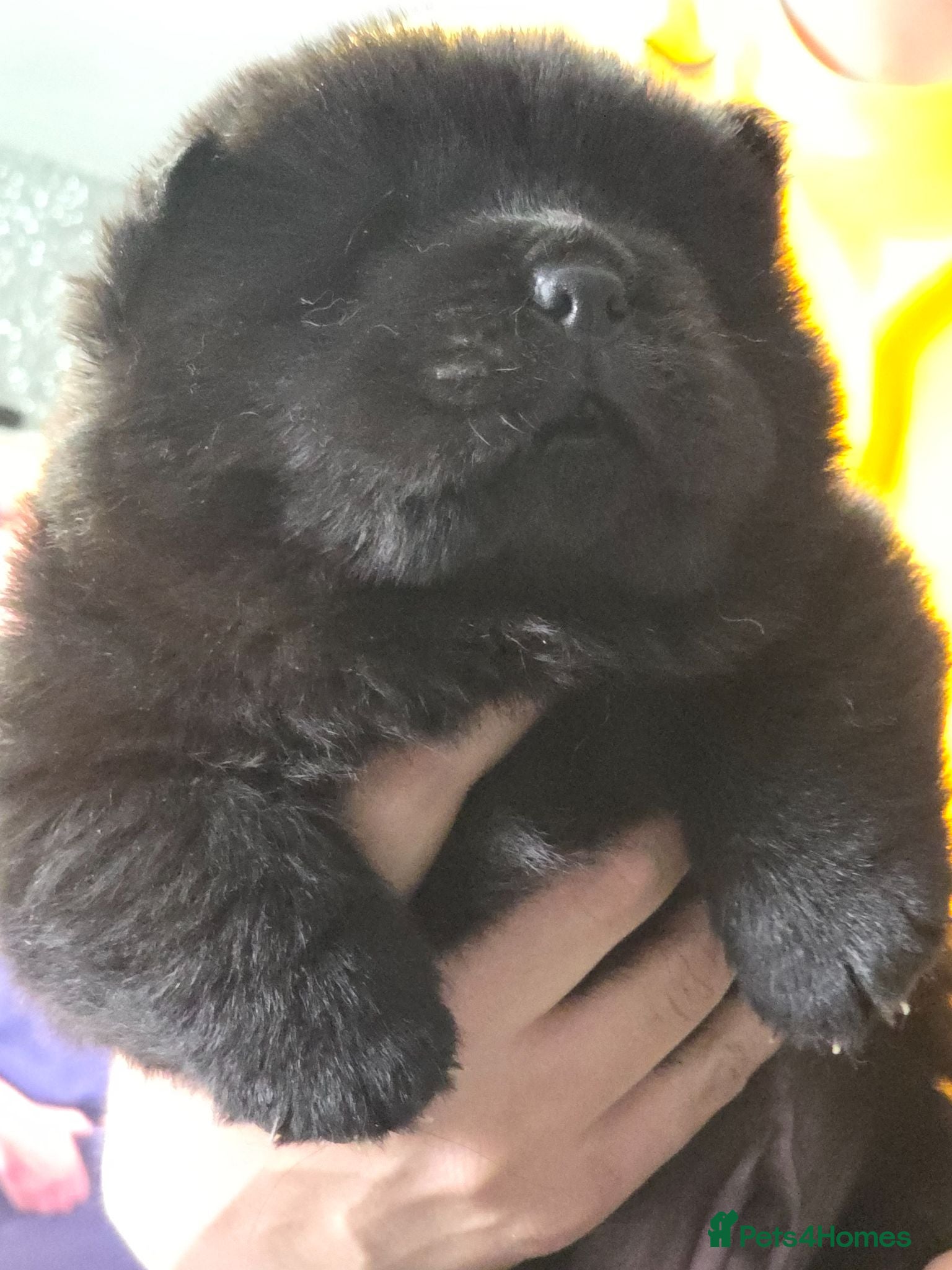 Chow Chow dogs Only 3 avalable 40 generation Chow chow puppys - Advert 1