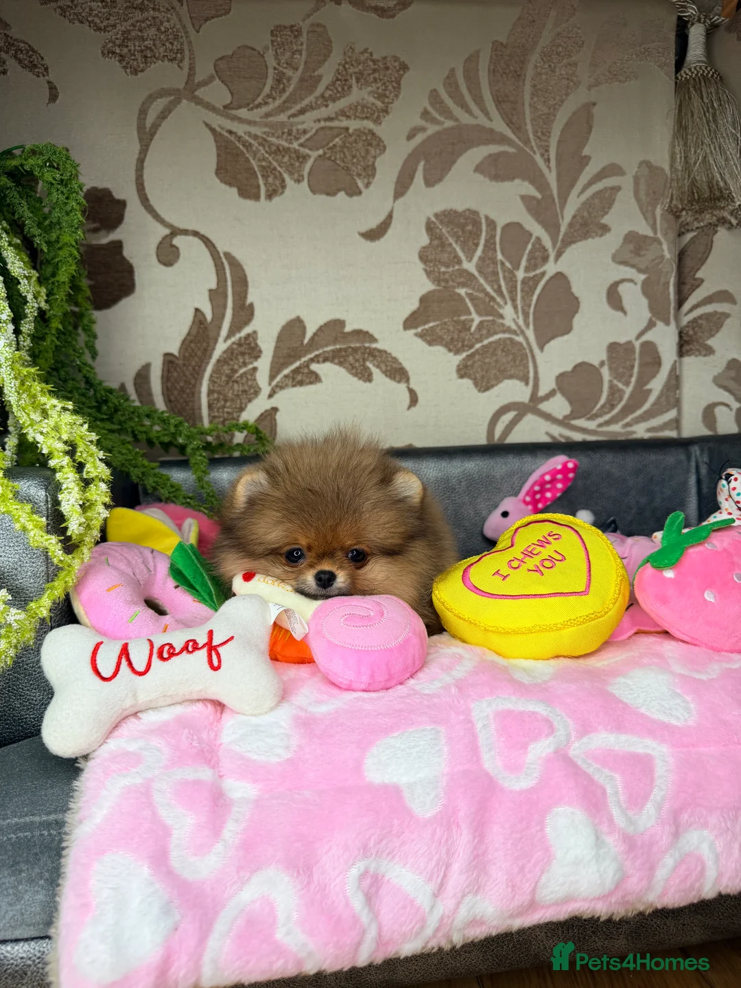 Pomeranian dogs for sale: Orange teddy bear type Pomeranian boy and girl - Advert 20