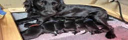 Mixed Breed dogs for sale: Flat Coat x Golden + Flat Coat x Labrador Puppies  - Advert 3