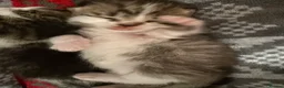 Mixed Breed cats for sale: Beautiful Bengal Cross Maine Coon Babies  in Andover - Advert 5
