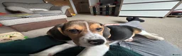 Beagle dogs for sale: Lovely Beagle for sale - Advert 9