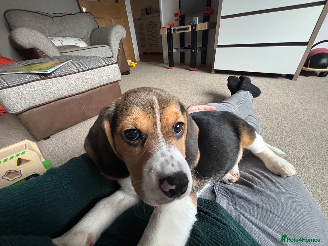 Beagle dogs for sale: Lovely Beagle for sale - Advert 9