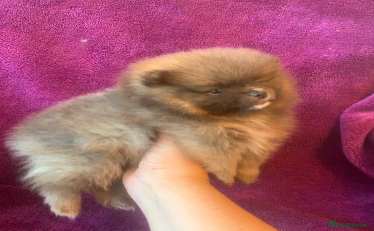 Pomeranian dogs - Advert 15