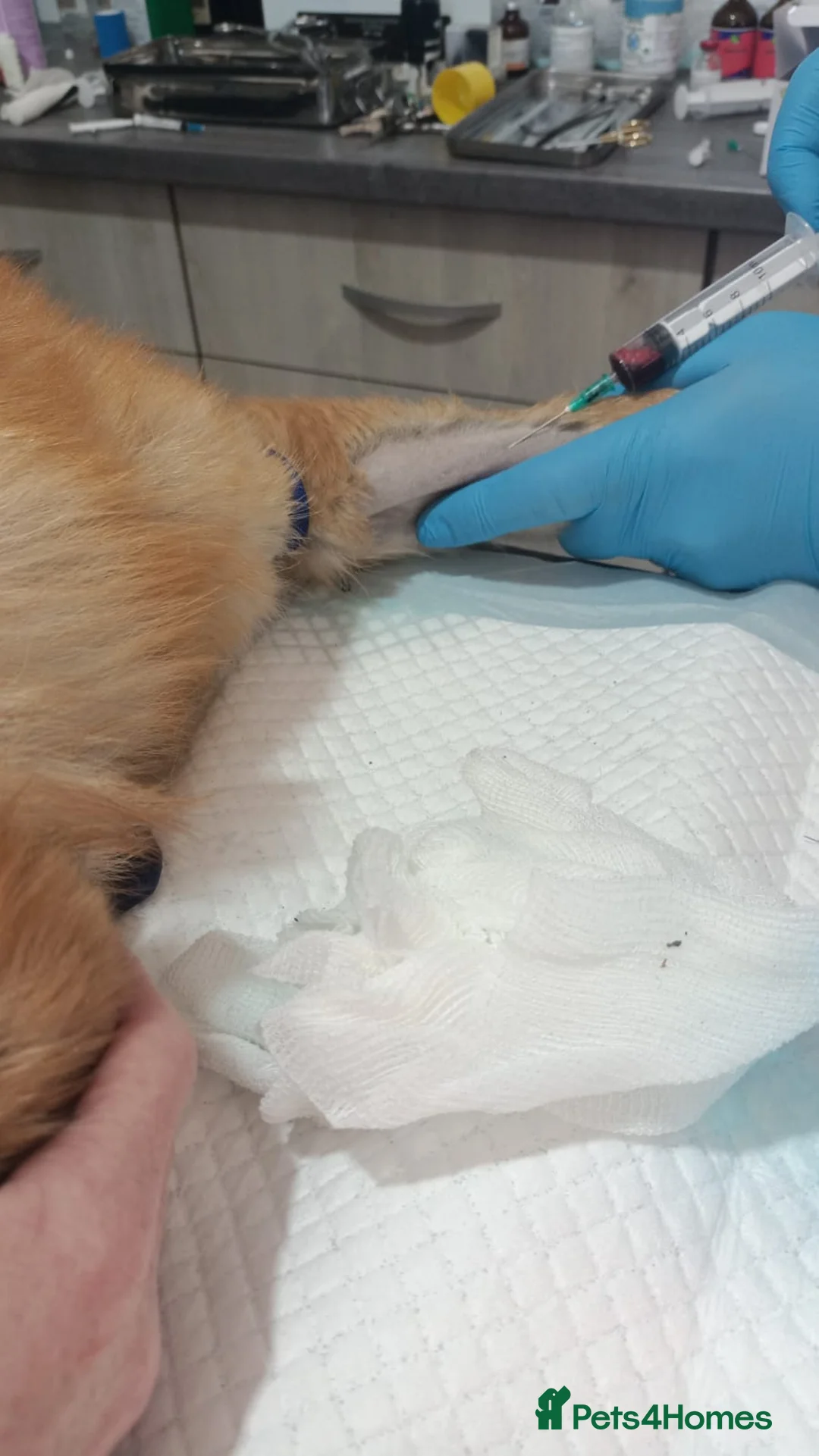 Mixed Breed dogs for adoption: 🐾Meet CHARLIE🐾 - a Lovely Boy for a Loving Home - Advert 10