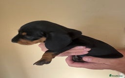 Miniature Dachshund dogs for sale: KC REGISTERED MINIATURE DACHSHUND BLACK AND TAN - Image 9
