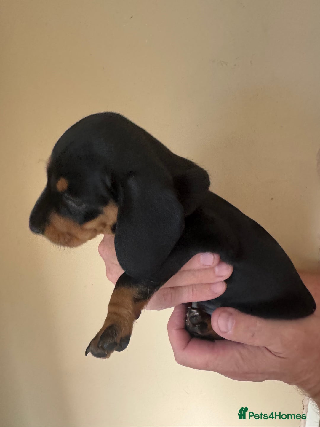 Miniature Dachshund dogs for sale: KC REGISTERED MINIATURE DACHSHUND BLACK AND TAN - Image 9