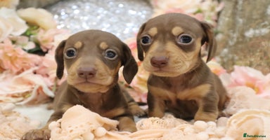 Miniature Dachshund dogs - Advert 4