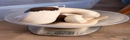 Python Snake reptiles for sale: Black Pastel Pied male  - Advert 3