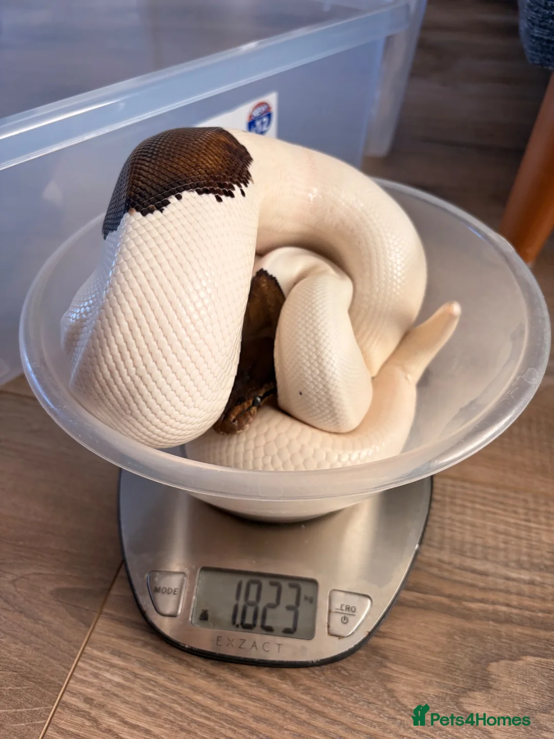 Python Snake reptiles for sale: Black Pastel Pied male  - Advert 3