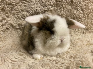 Mini Lop rabbits Mini lop - Advert 9