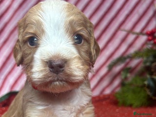 Cockapoo dogs Cute F1 cockapoo puppies - Advert 9