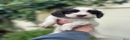 Cocker Spaniel dogs for sale: Outstanding cocker spaniel puppies - Advert 19